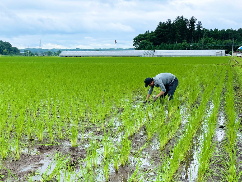 【令和7年産】有機JAS認定「奇跡のお米 神宝米」